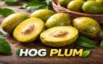 Hog Plum