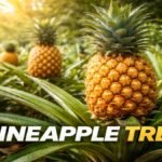 Pineapple Tree