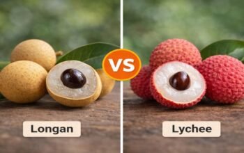 Longan vs Lychee
