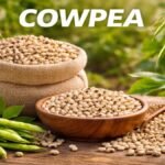 Cowpea