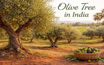 Olive Tree in India