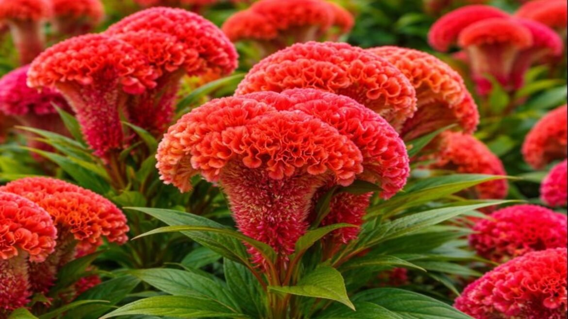 Cockscomb Flower: A Vibrant Marvel of Nature