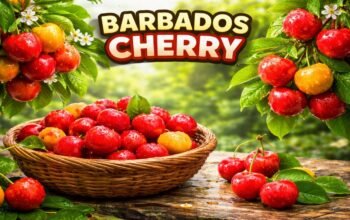 Barbados Cherry