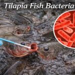 Tilapia Fish Bacteria