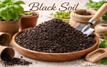 Black Soil